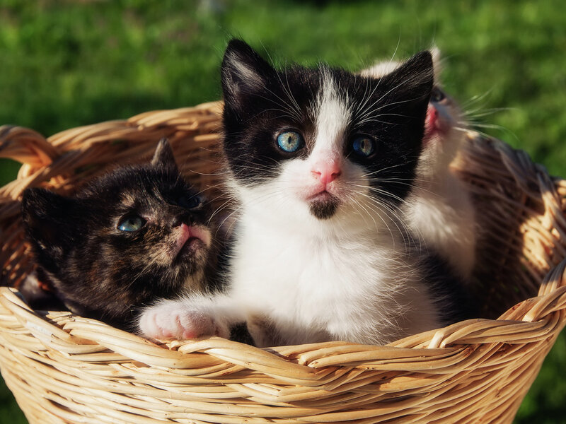 Kittens in a Basket — Brown, Calm, Afternoon