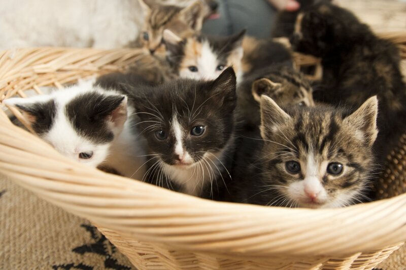 Kittens in a Basket — Brown, Calm, Photograph