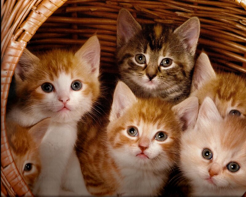 Kittens in a Basket — Brown, Curious