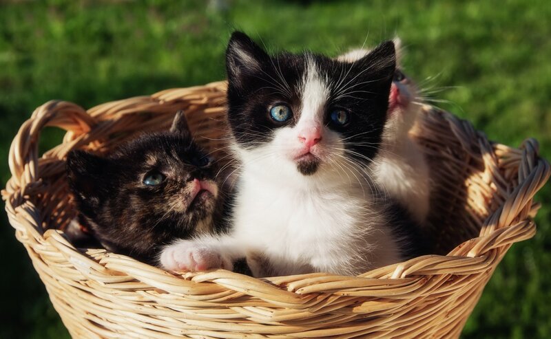 Kittens in a Basket — Brown, Peaceful, Afternoon