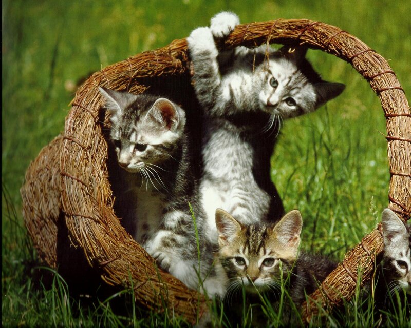 Kittens in a Basket — Green