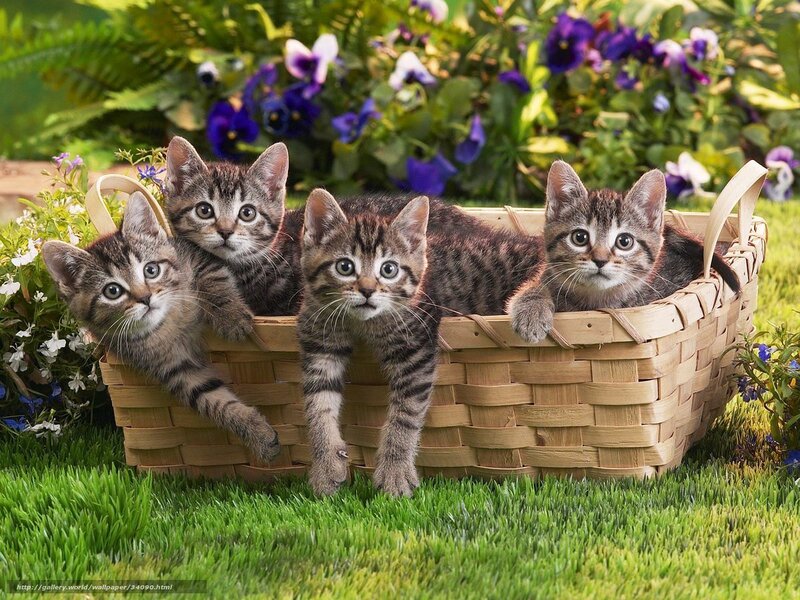 Kittens in a basket