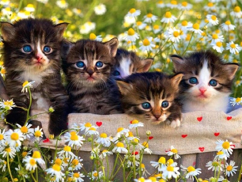 Kittens in a Basket — White, Peaceful