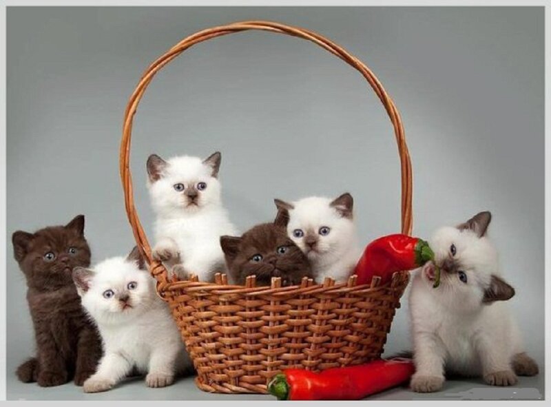 Kittens in a Basket — White, Playful