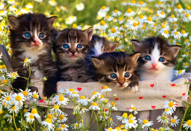 Kittens in a Basket — White, Serene