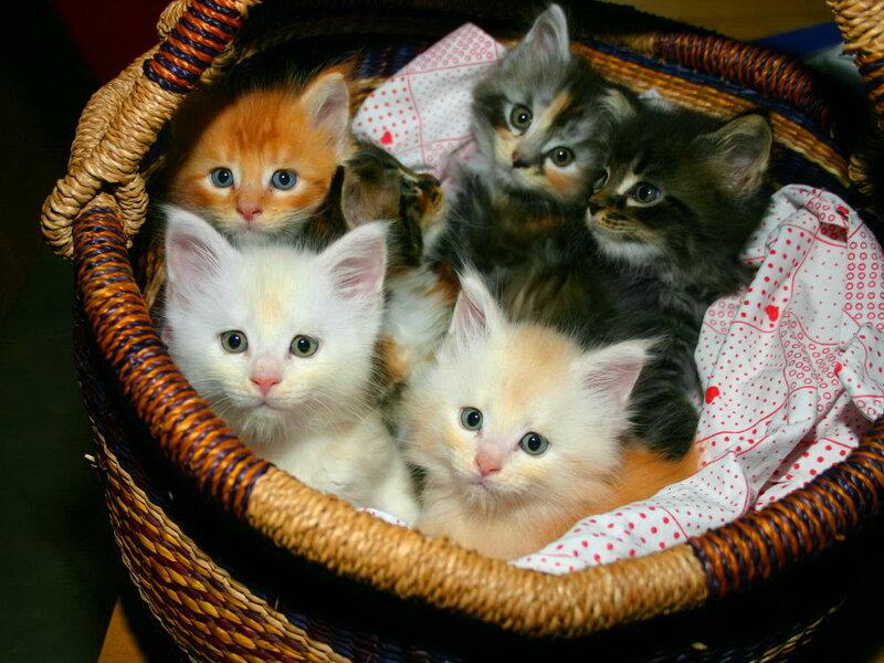 Kittens in a Basket — White