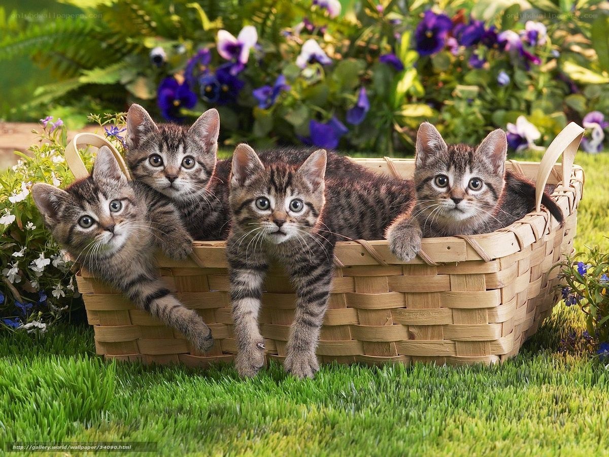 Kittens in a basket
