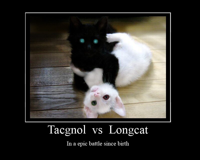 kittens in a battle