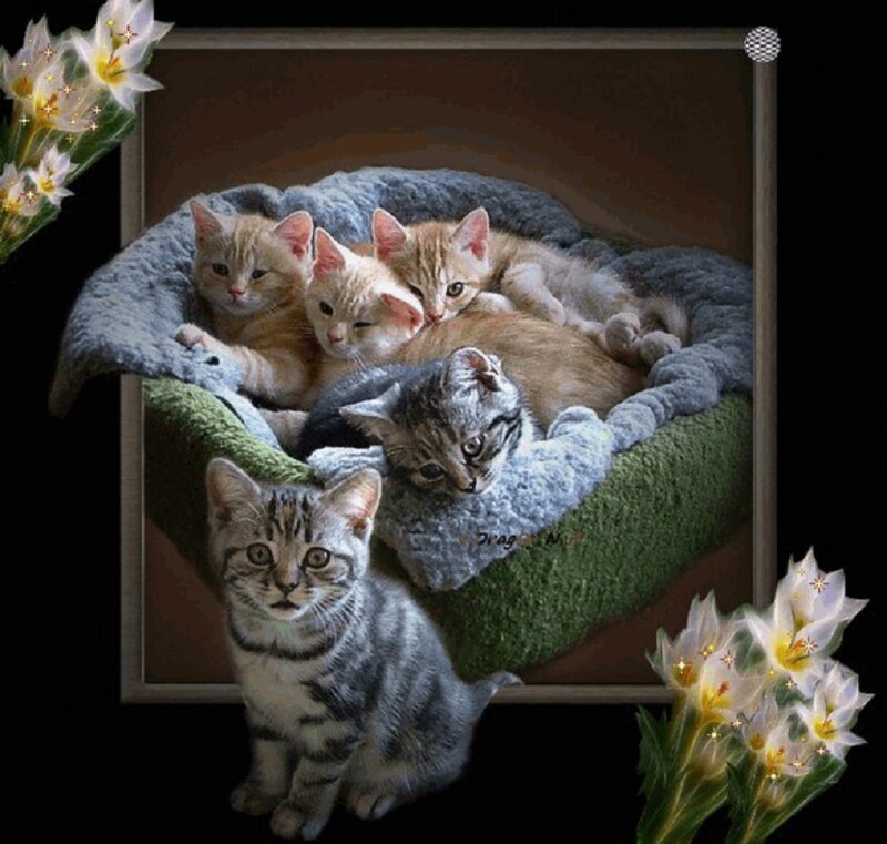 Kittens in a Bed — Gray