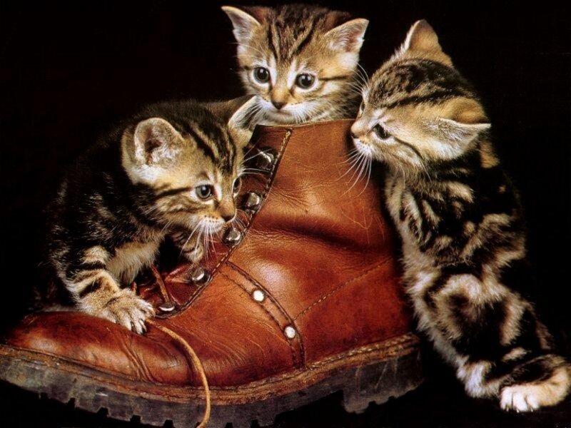 kittens in a boot