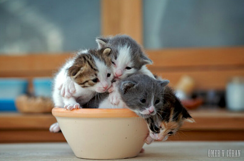 Kittens in a Bowl