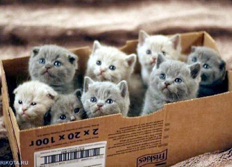 Kittens in a Box — Gray