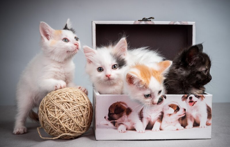 Kittens in a Box — White, Playful, Photograph