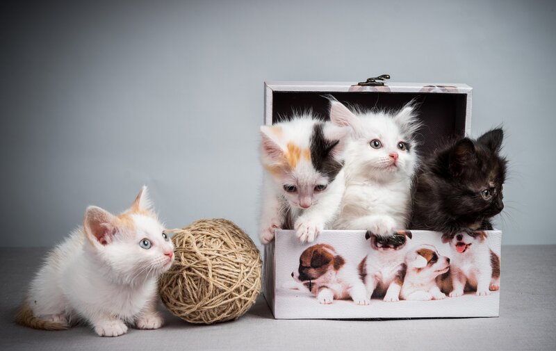Kittens in a Box — White