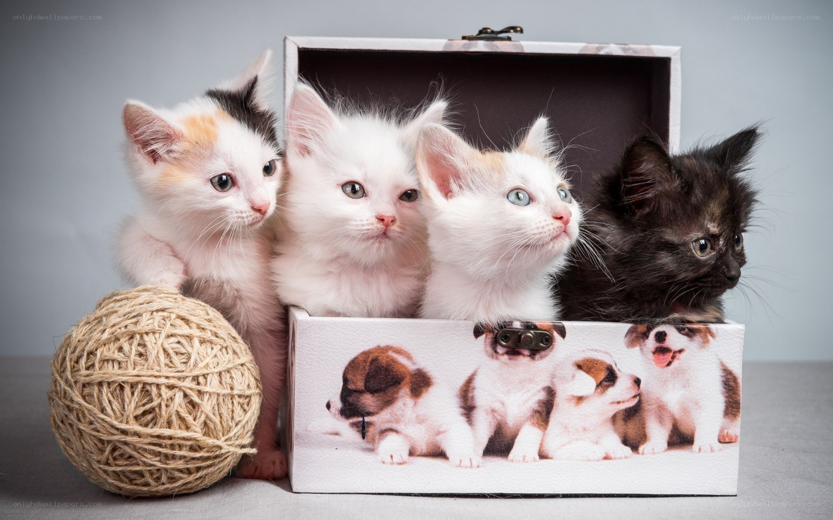 kittens in a box with yarn