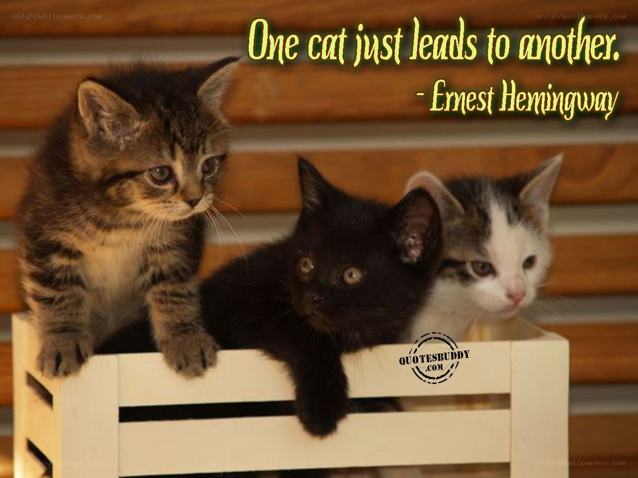 kittens in a box