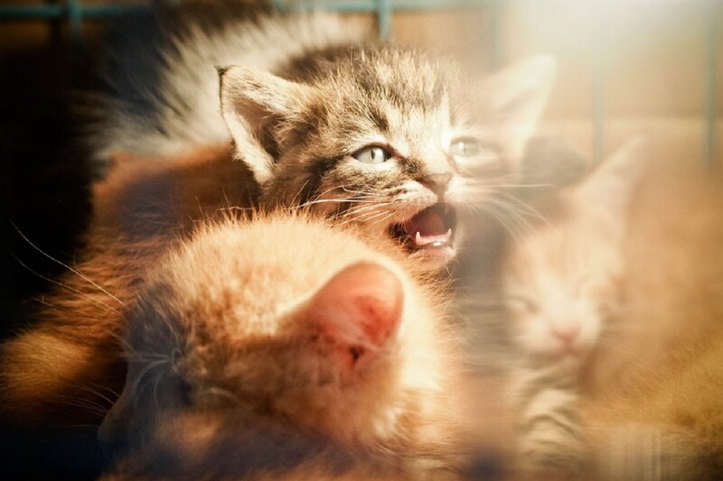 Kittens in a Cage — Brown