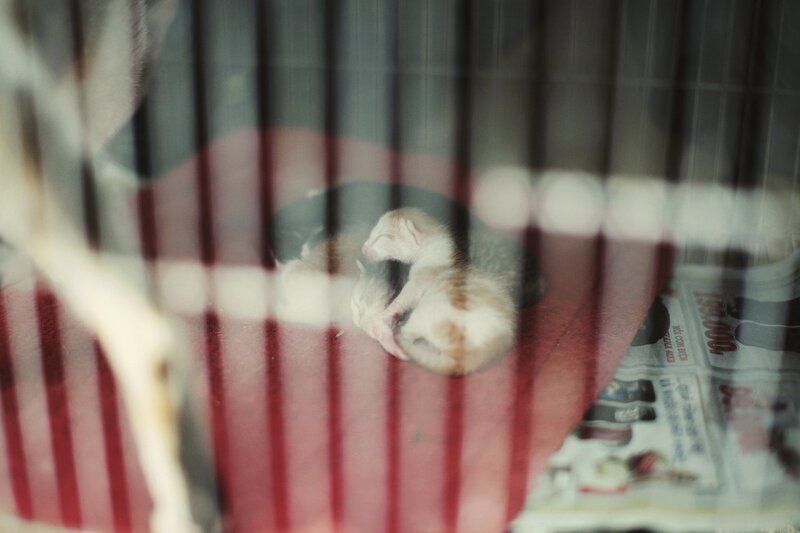 kittens in a cage