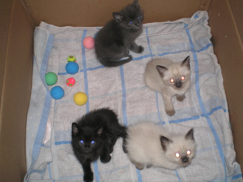 kittens in a cardboard box