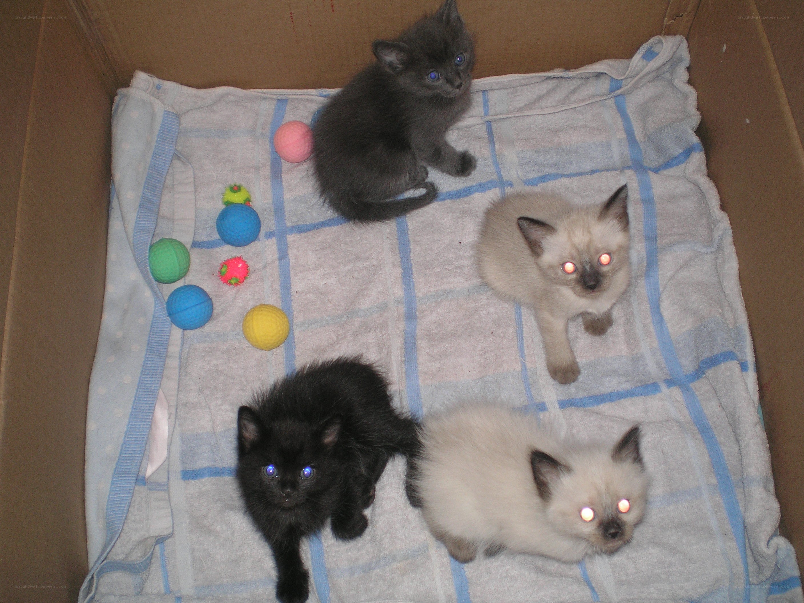 kittens in a cardboard box