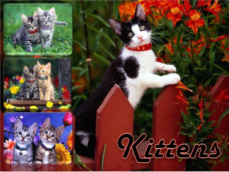 Kittens in a garden