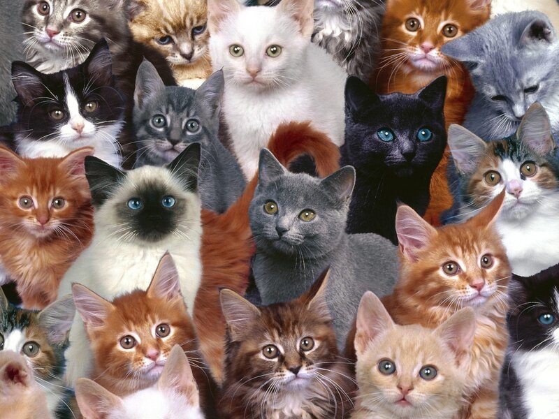Kittens in a Group — Gray