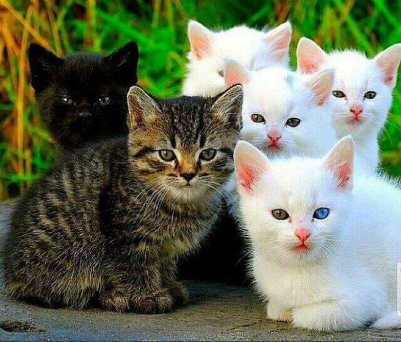 Kittens in a Group — White, Calm