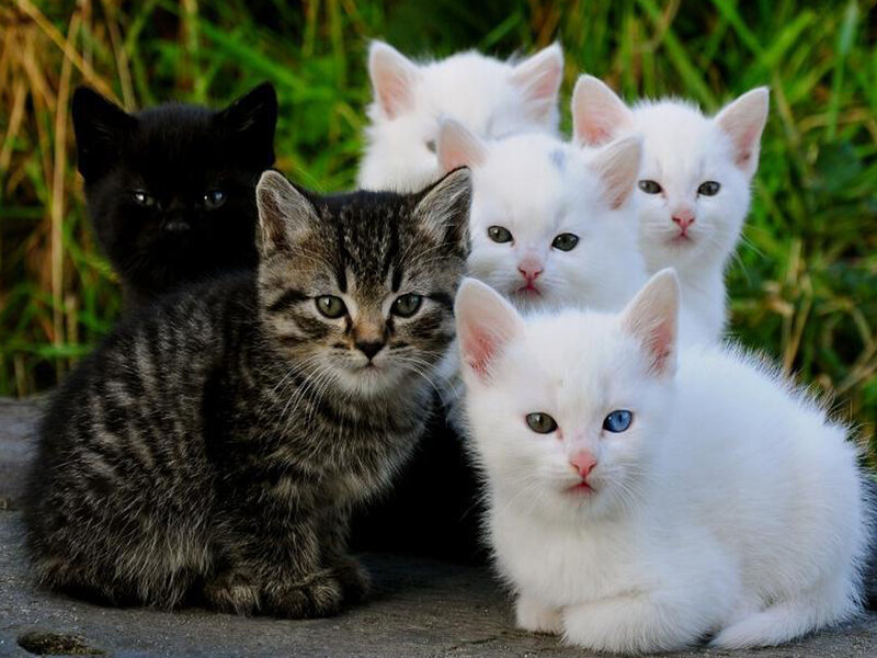 Kittens in a Group — White