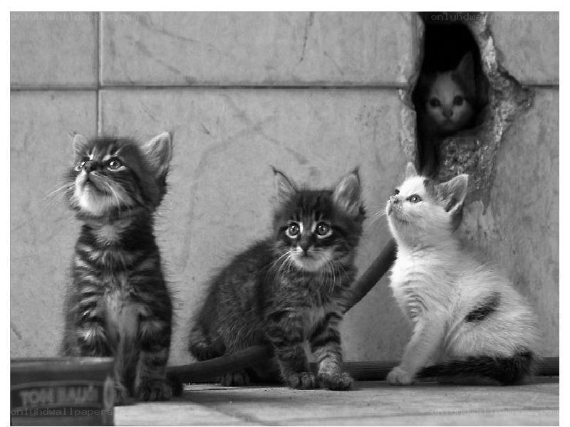 kittens in a hole