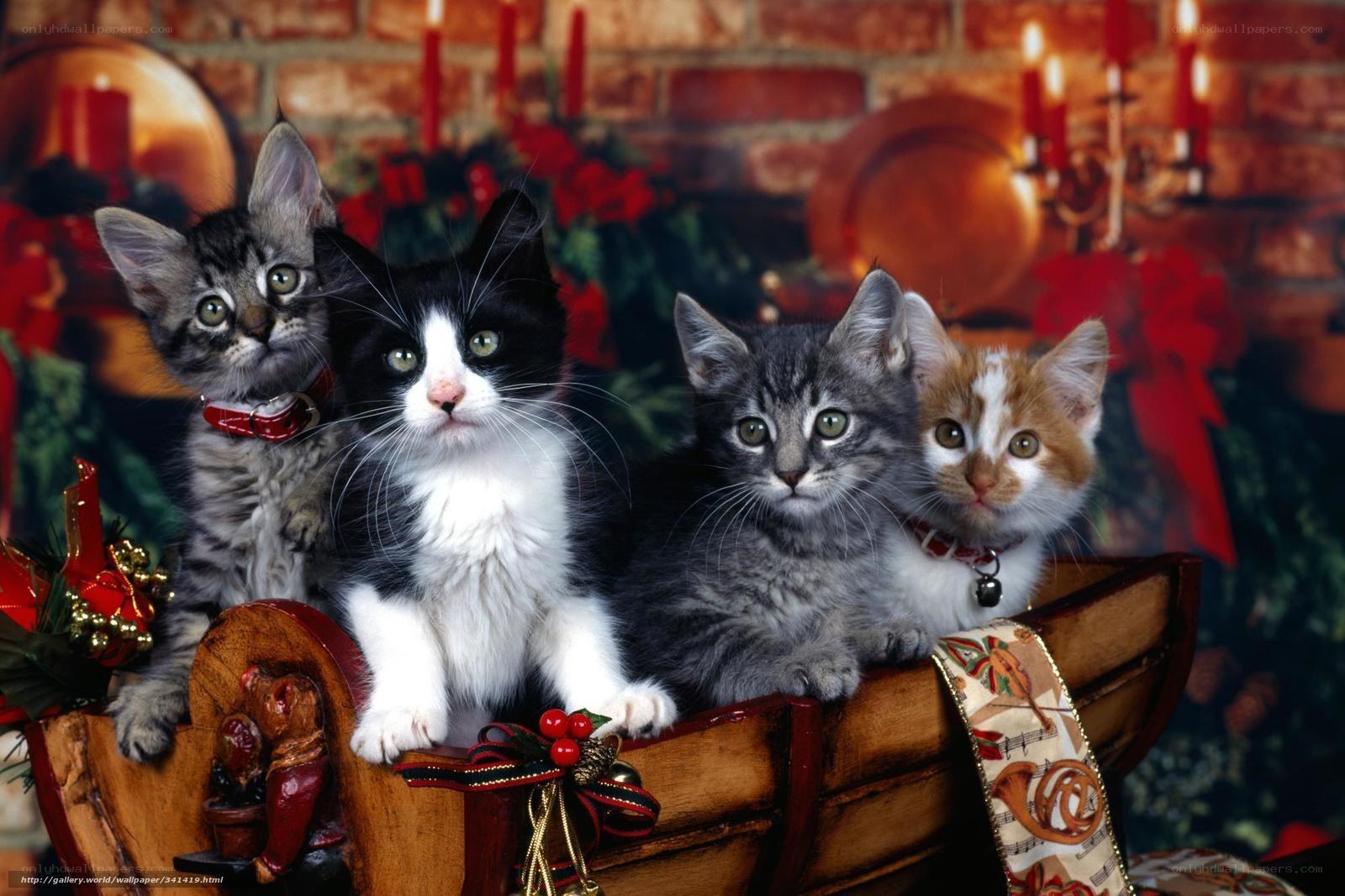 kittens in a holiday sleigh