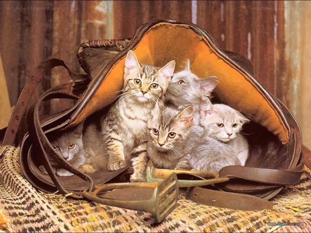 kittens in a leather bag