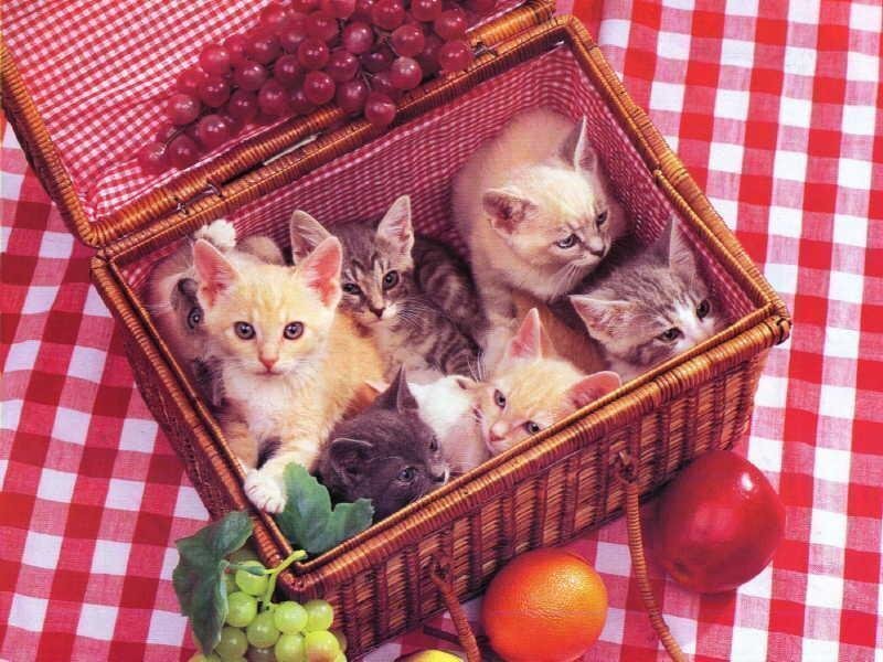 kittens in a picnic basket