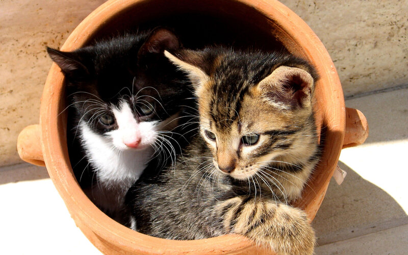 kittens in a pot