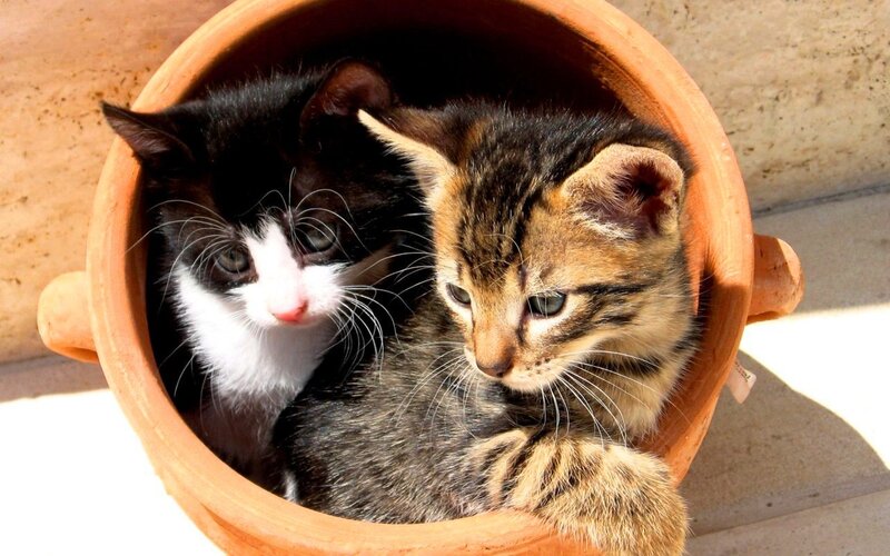 kittens in a pot
