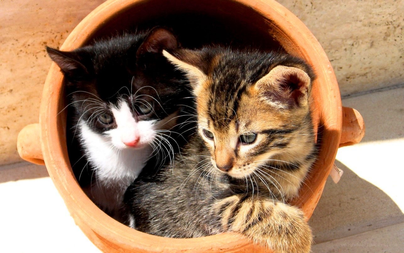 kittens in a pot