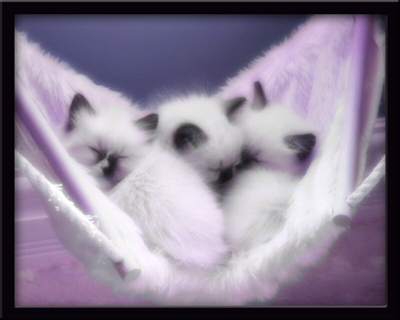 kittens in a purple hammock