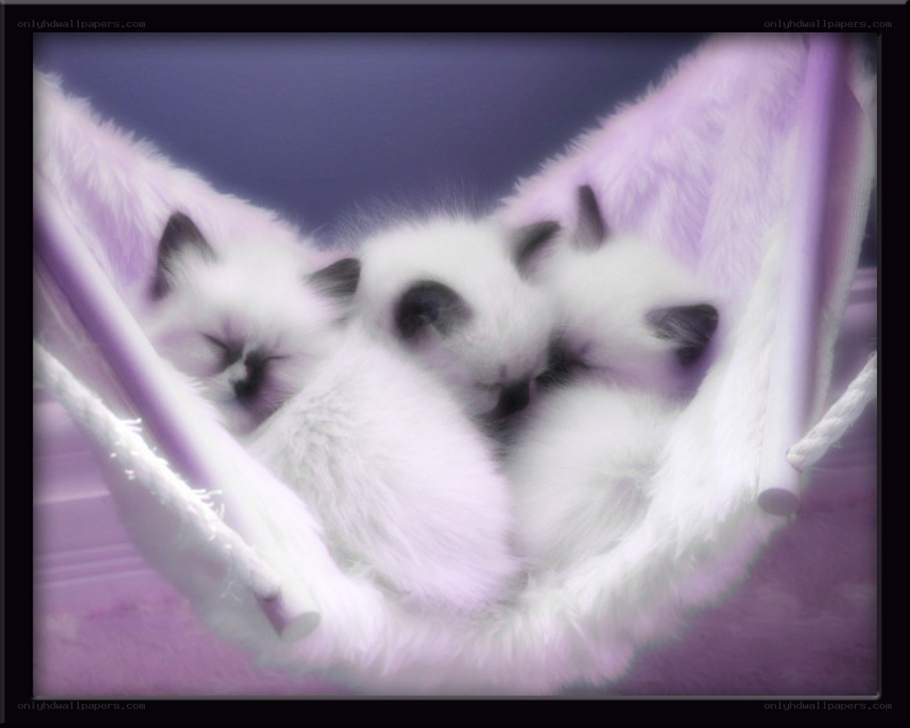 kittens in a purple hammock