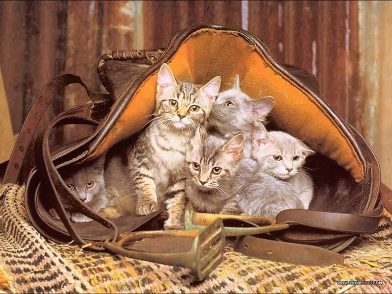 kittens in a saddlebag