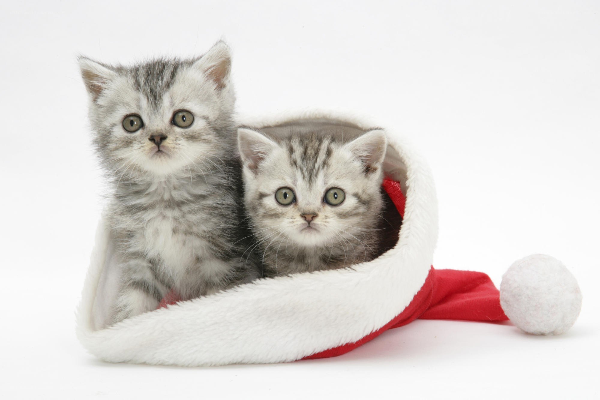 kittens in a santa hat