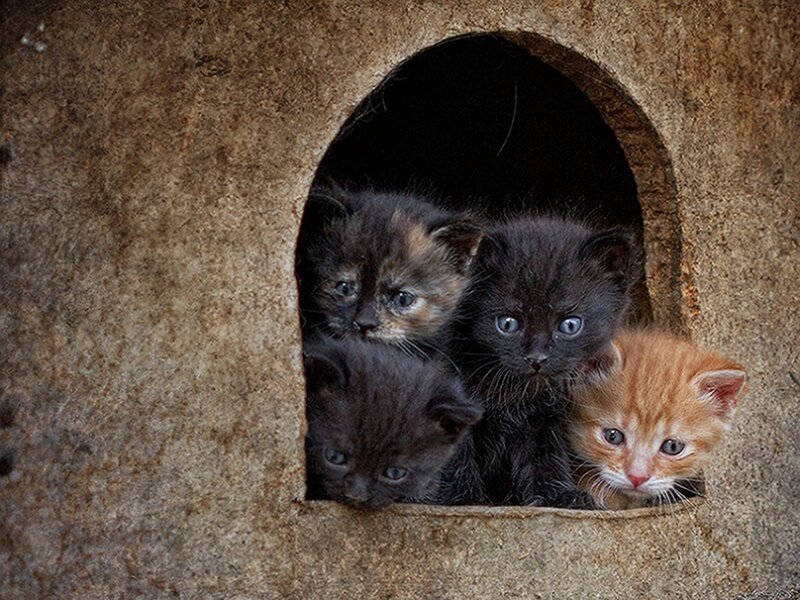 Kittens in a Shelter