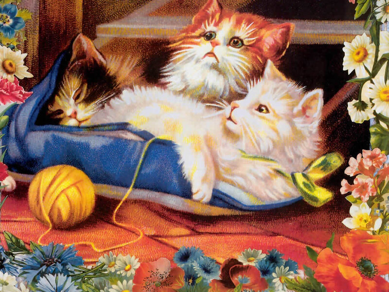 kittens in a shoe