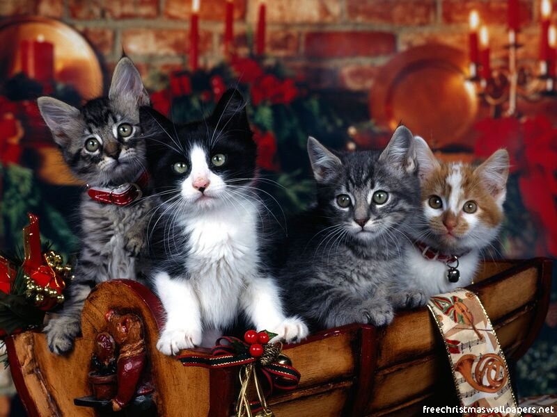 kittens in a sleigh