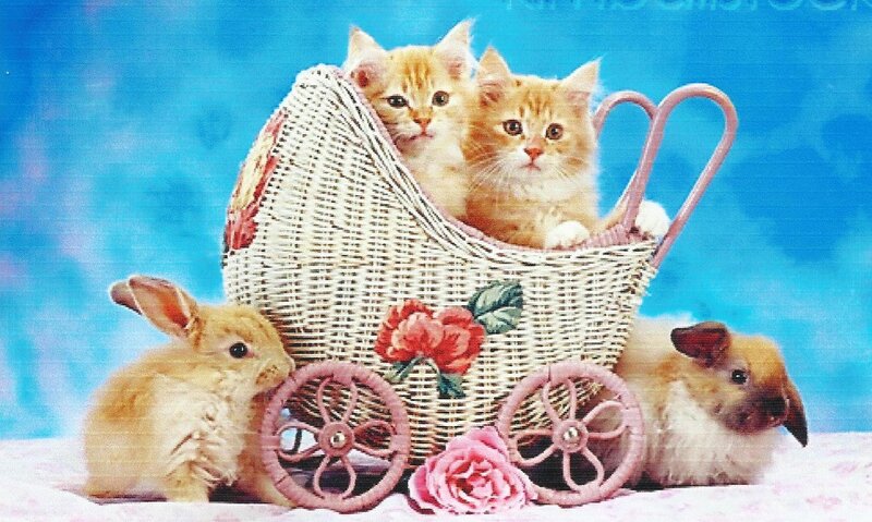 Kittens in a Stroller