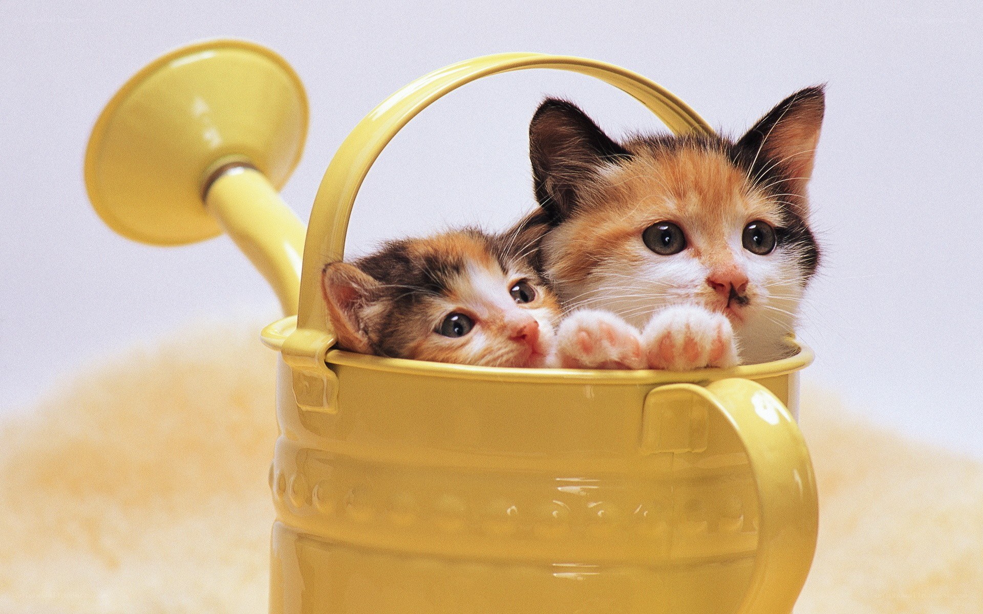 kittens in a watering can
