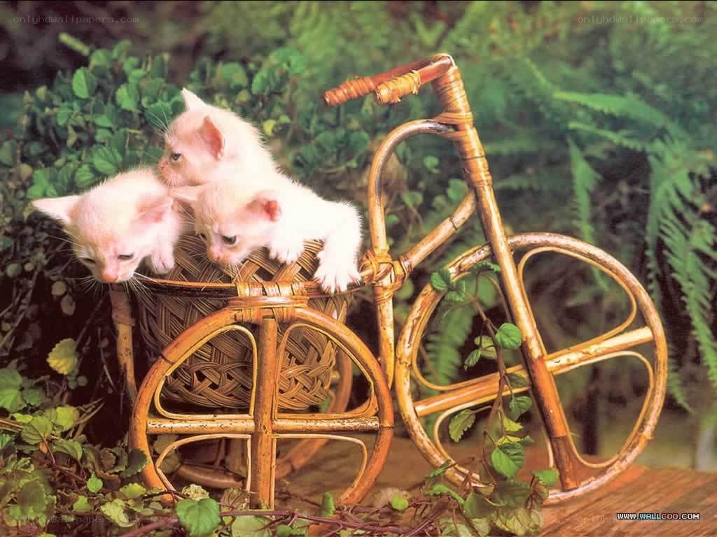 kittens in a wicker bicycle