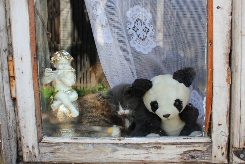 Kittens in a Window