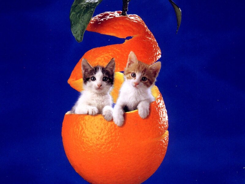 kittens in an orange