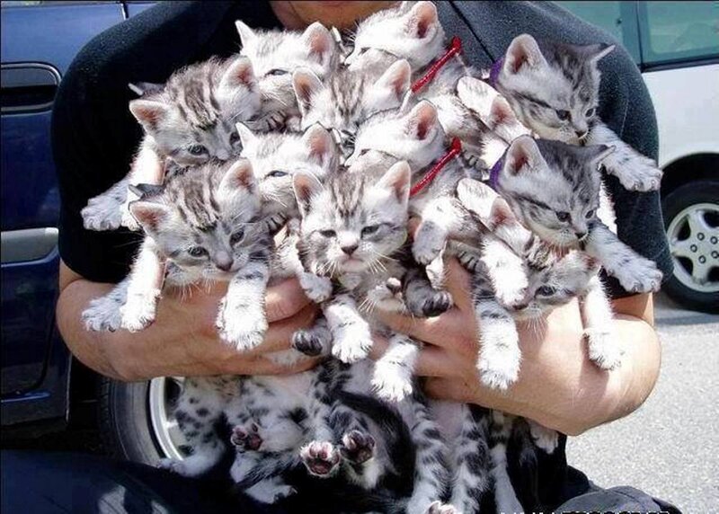 Kittens in Arms