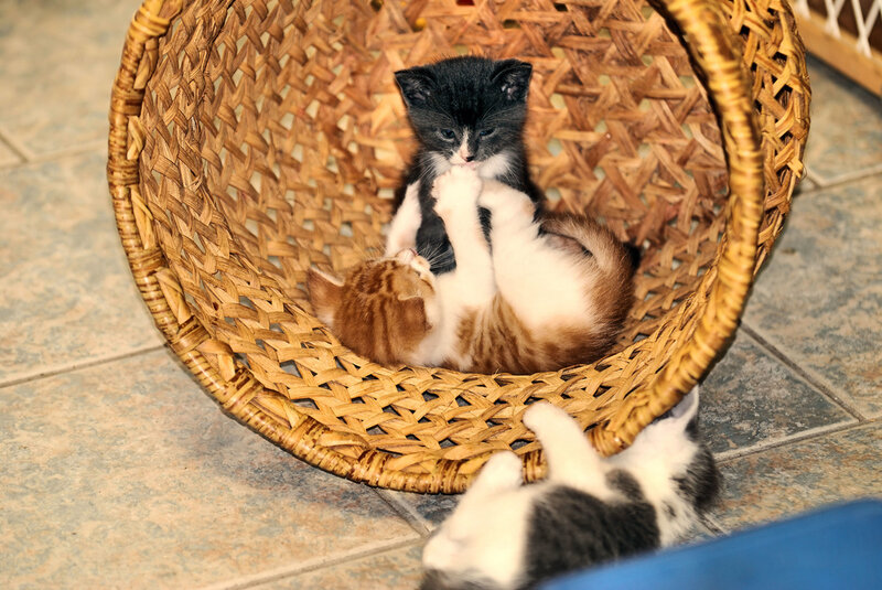 Kittens in Basket — Brown