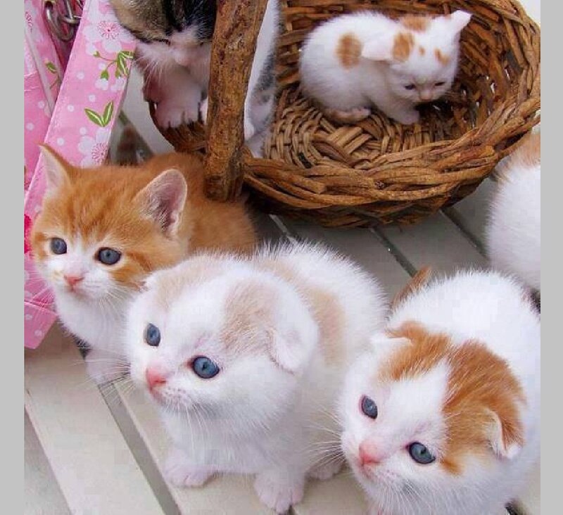 Kittens in Basket — White, Calm